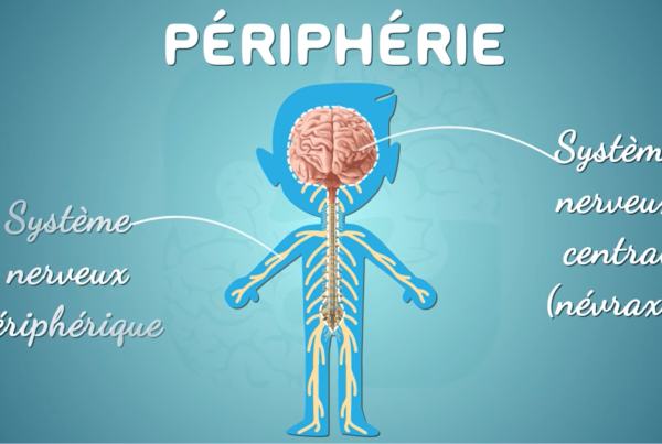 nervous system brain